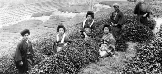 Origins: Our Matcha from Kagoshima