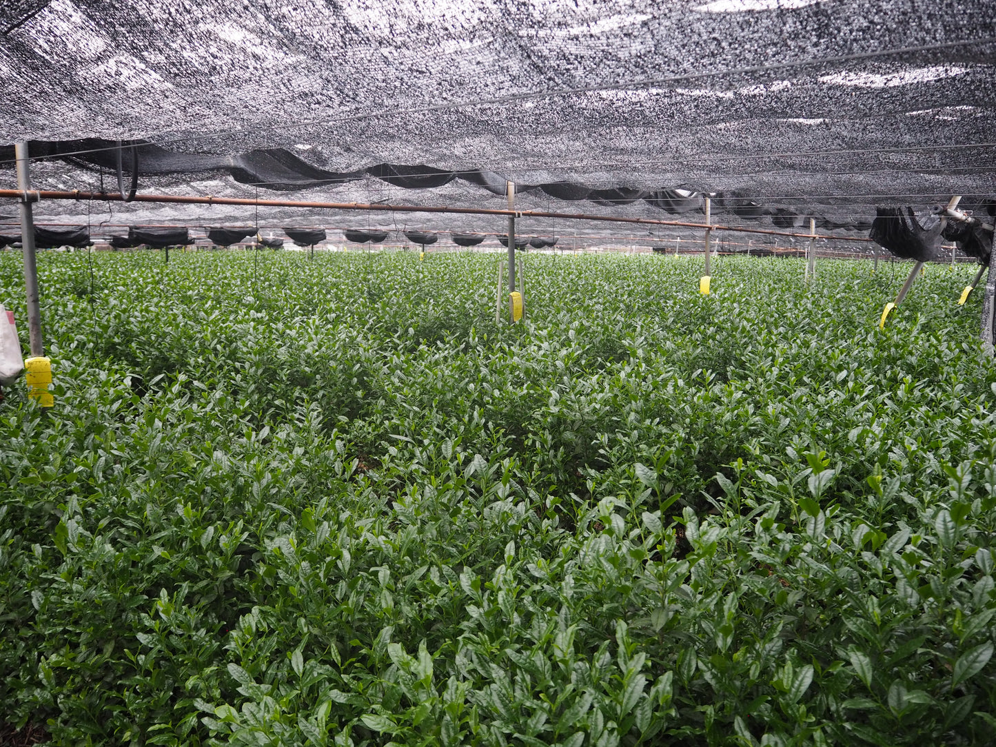 Japanese Certified Organic, Ceremonial Premium Matcha, 30g, Origin: Uji City *free bamboo scoop til end of December*