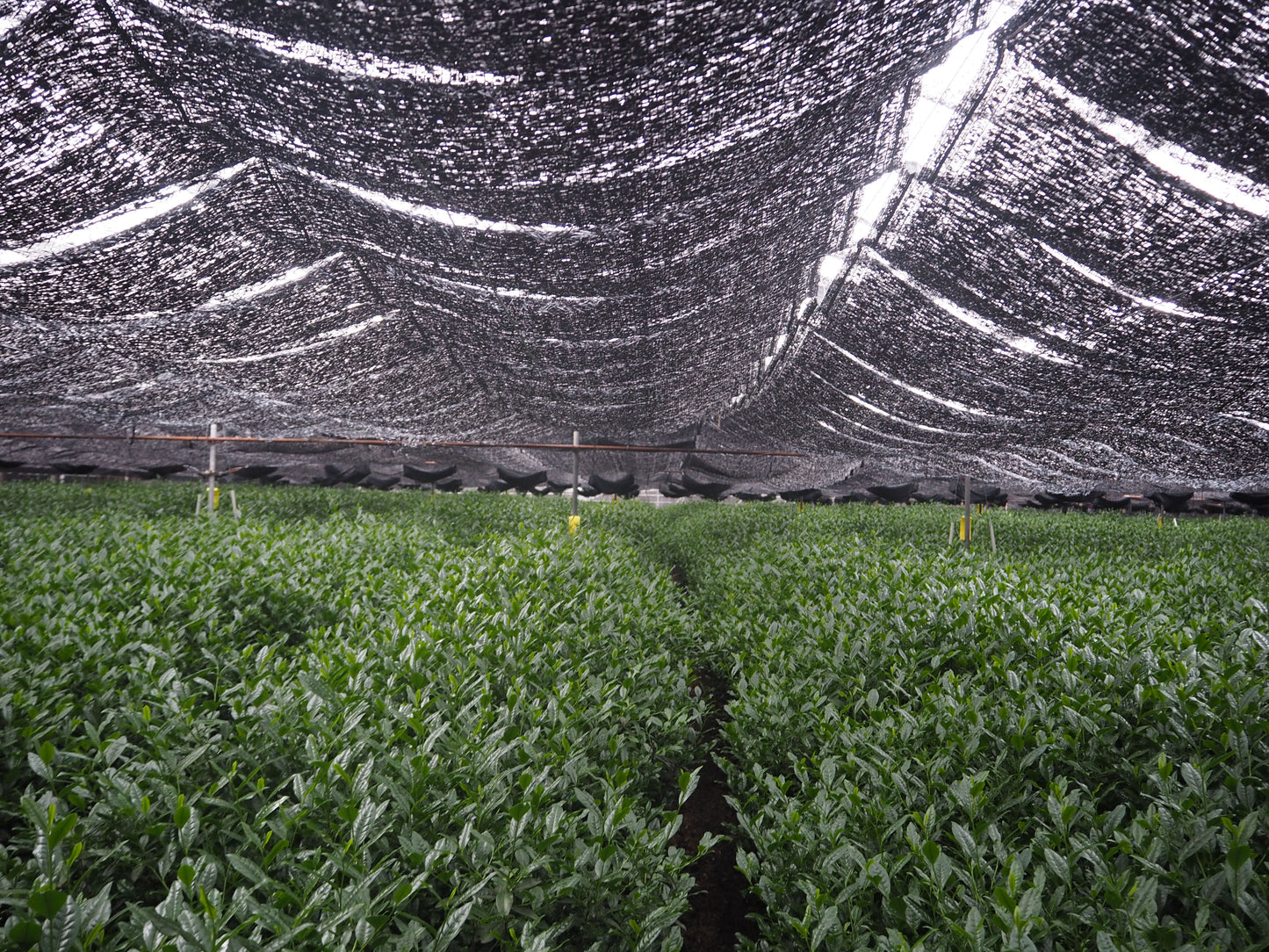 Japanese Certified Organic, Ceremonial Uji Matcha, 30g, Origin: Uji City *free bamboo scoop til end of December*